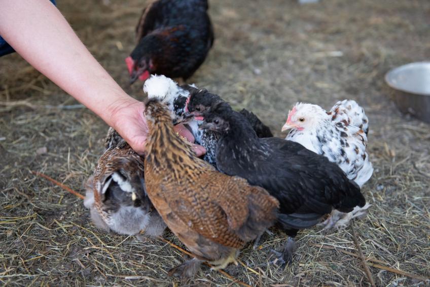 Gęsia Kępa - foto 37