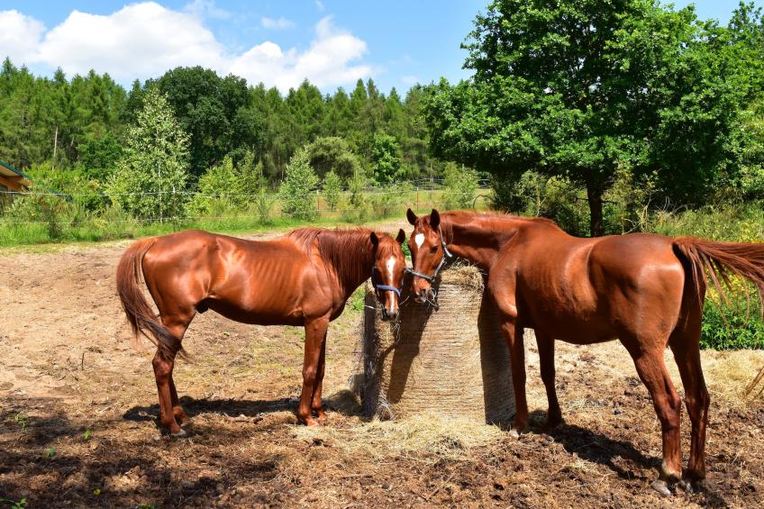 Twee-onder-een-kap woning Seepferdchen, Lohmen - foto 21