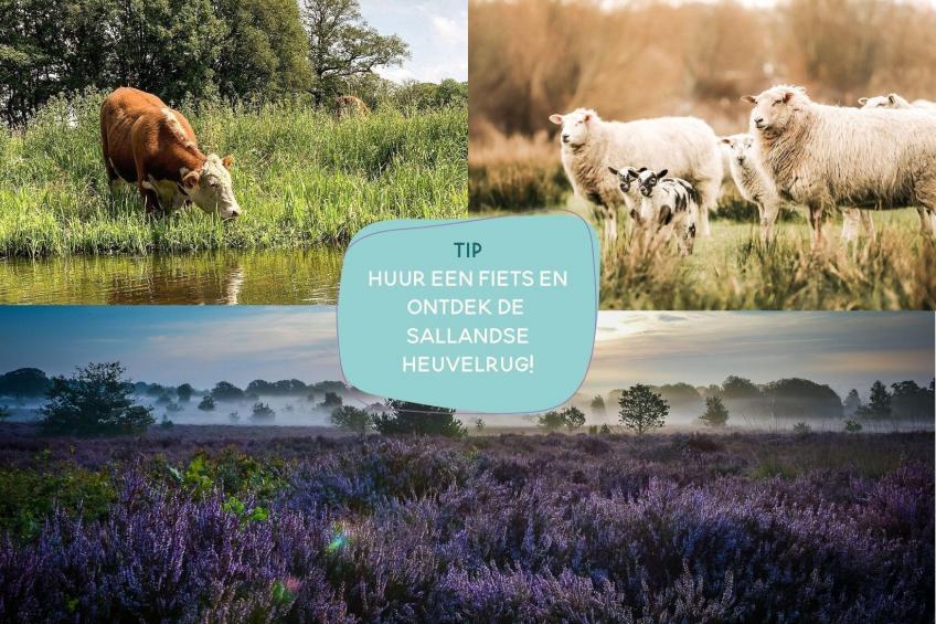 Safaritent met privé sanitair ~ met weids uitzicht - foto 20