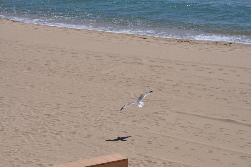 1236 CARLA MAR 50m playa - foto 25