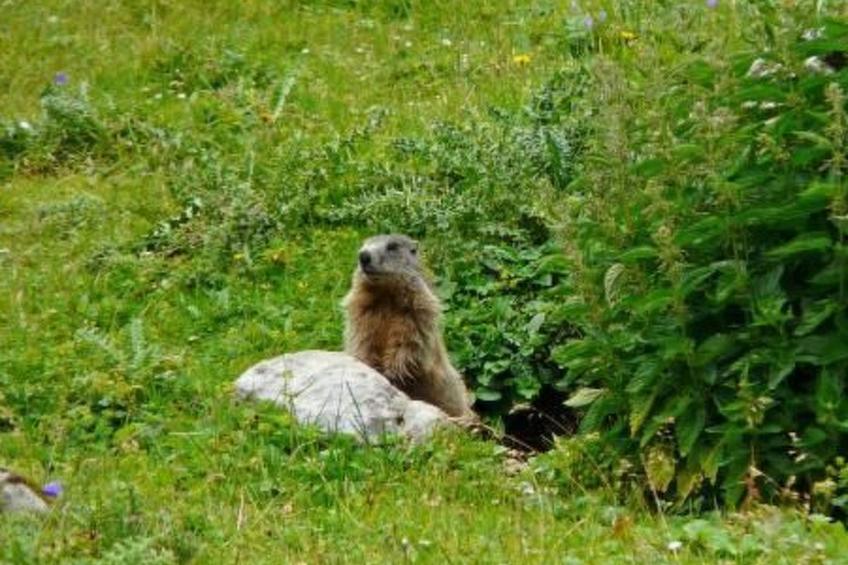 Haus Schönberg - foto 26