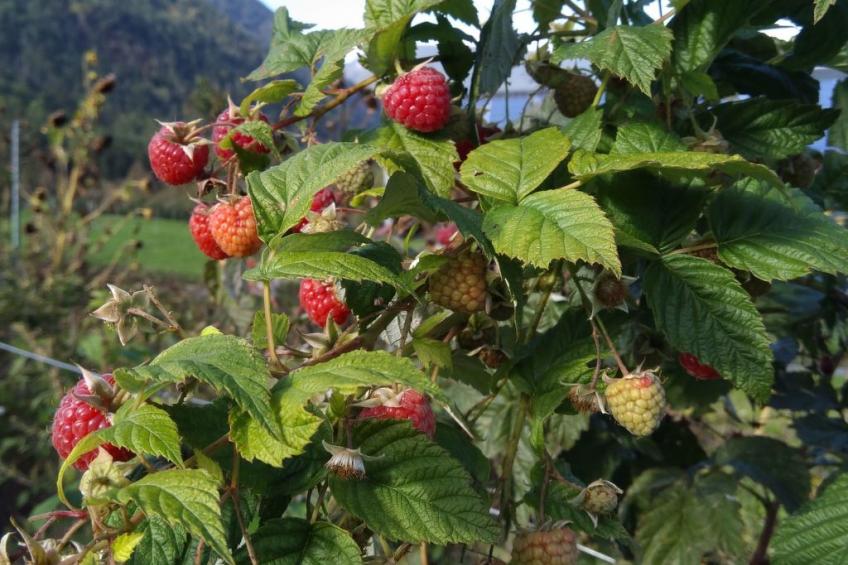mit Terrasse auf einem Bauernhof - foto 33