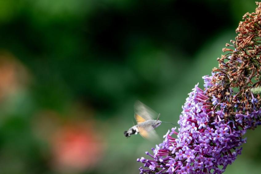 Suite Empire - foto 21