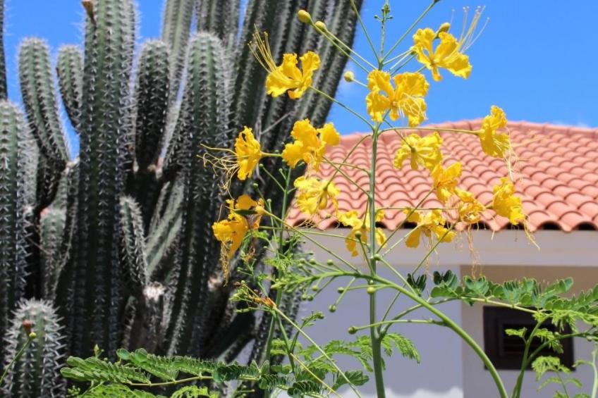 Villa Gogorobi mit privatem Pool - foto 14