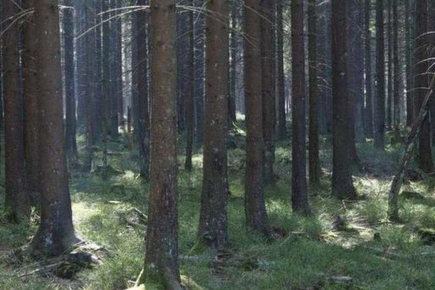 Exklusives Ferienhaus mit Terrasse und Garten - foto 29