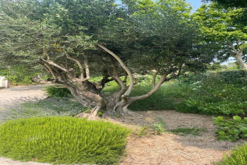 Résidence Le Mas des Alpilles - foto 28