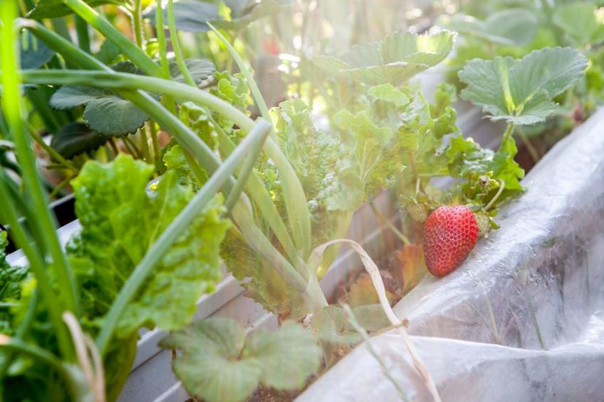 Hütte mit eigenem Garten und Grill - foto 28