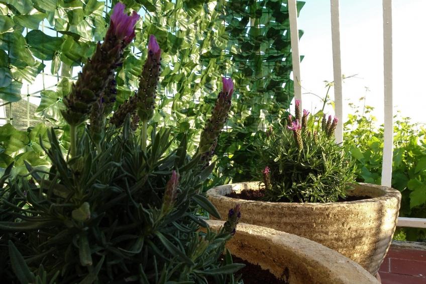 Harmony Apartment Plat - Two Bedroom Apartment with Balcony and Sea View - foto 21