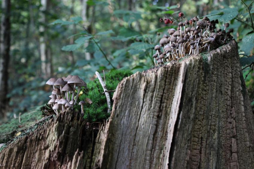 Dwergarend 17-21 - foto 39