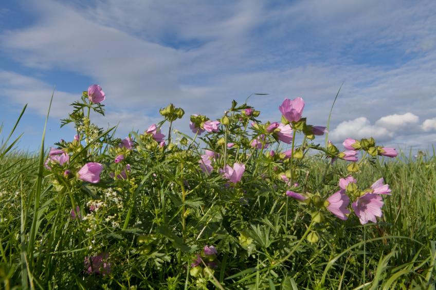 Comfort 4p Schlafzimmer - Basic - foto 5