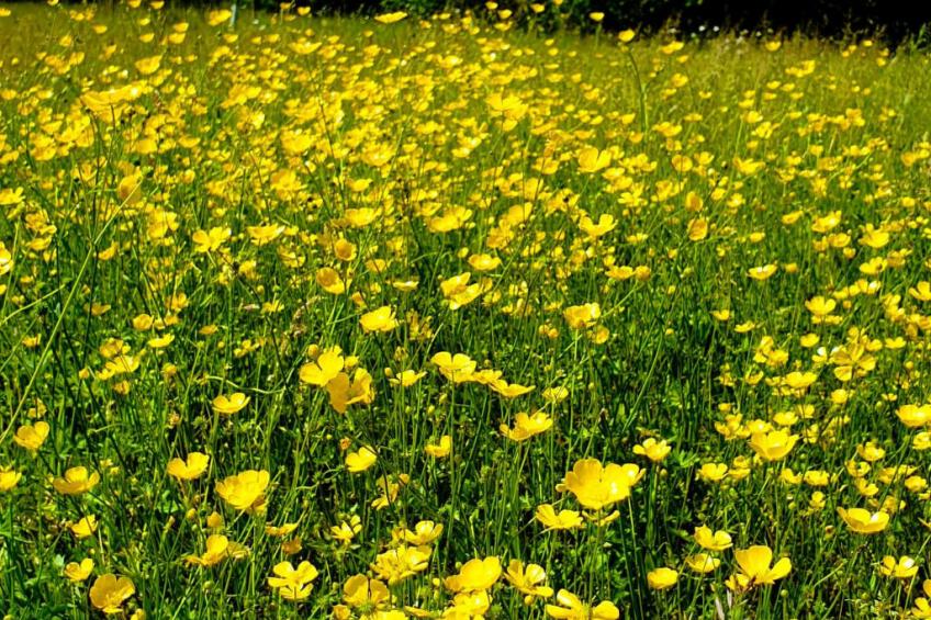 Blackbarn Wood - foto 5