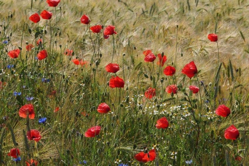 in idylischer Lage - foto 28