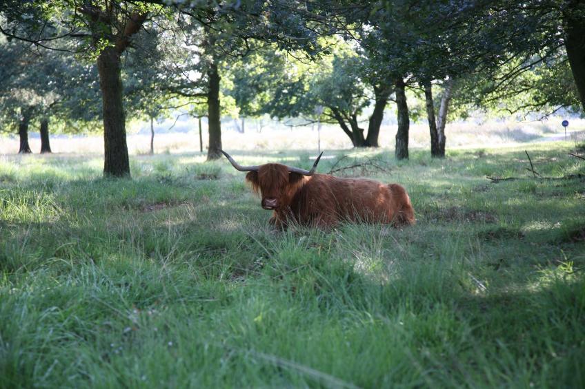 Landgoed Het Grote Zand 6 - foto 19