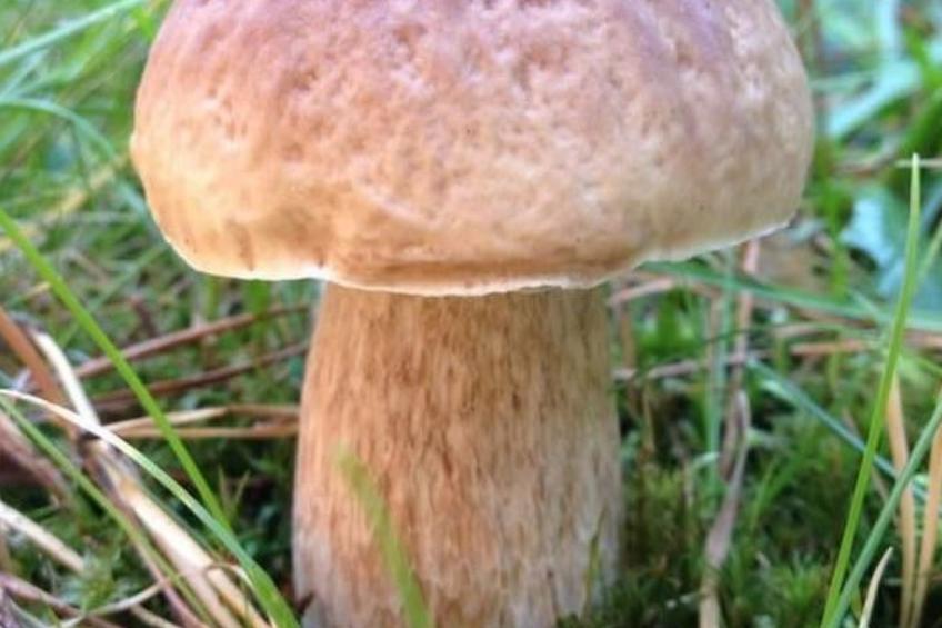 Ferienvilla "Willa Vinci Rozewie" - foto 7