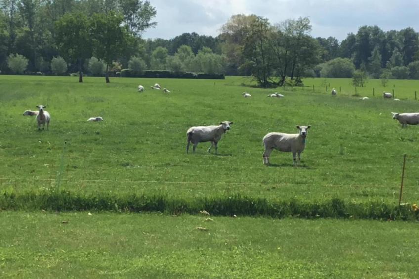 De oude stal - foto 24