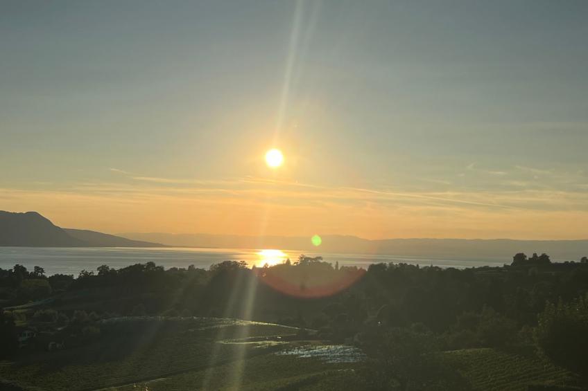 Vigneronne, Vigne - foto 11