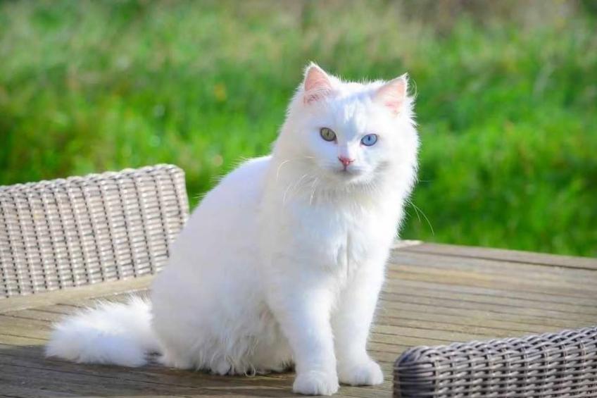 Hondsroos für 4 Personen - foto 11