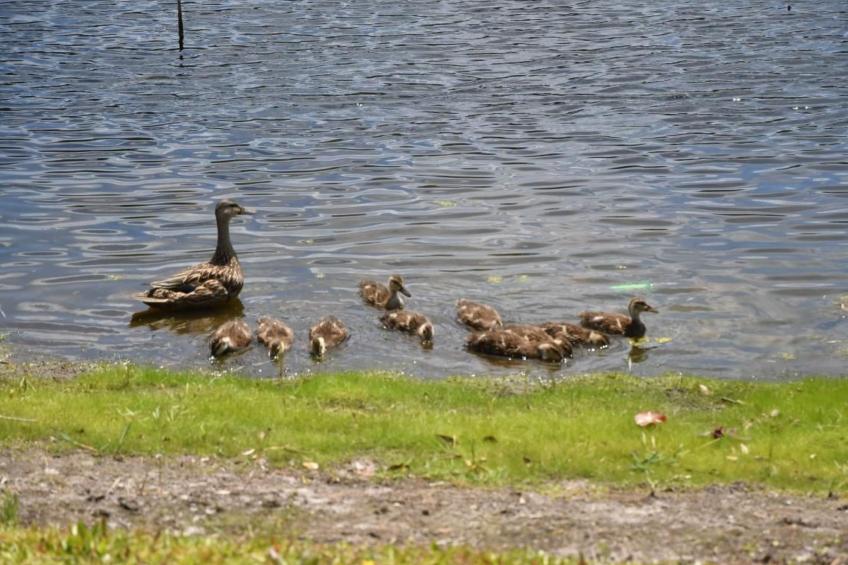 Familienfreundliche Villa nahe der Disney-Parks - foto 44