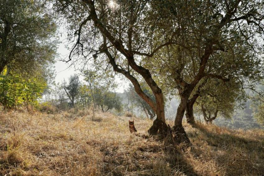 Villa Alice - foto 21