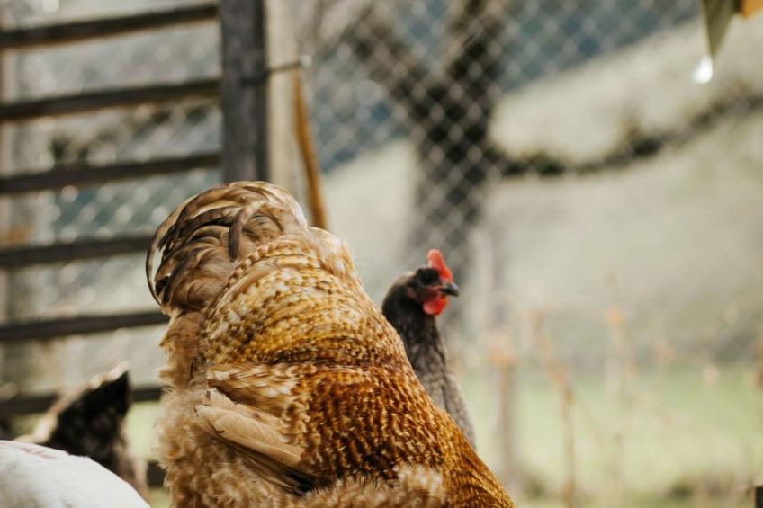 Hof Obertalgut - foto 11