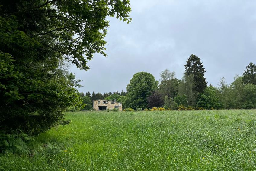 Red Hazels - foto 32