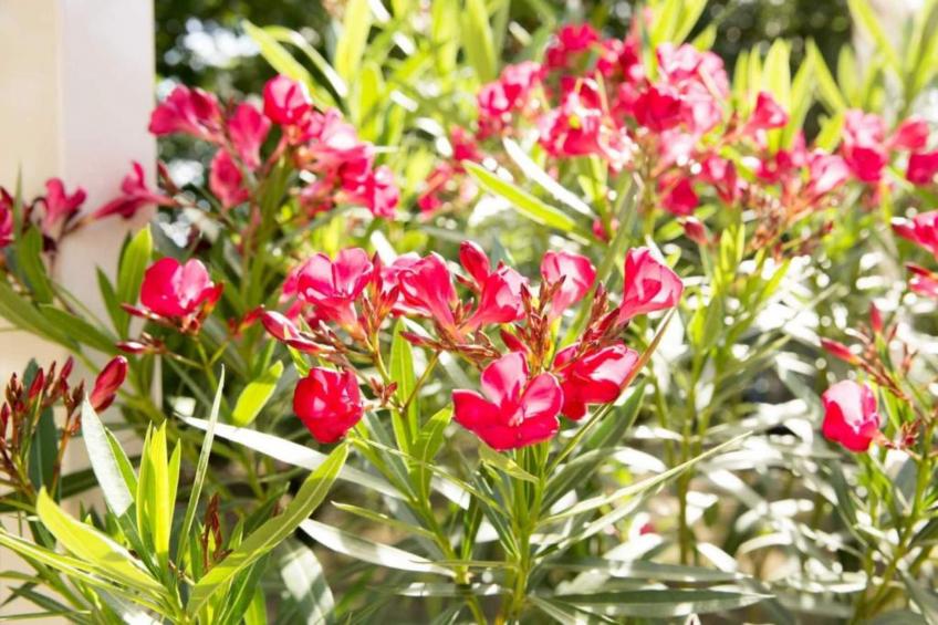 Vakantiepark Weerterbergen 2 - foto 39