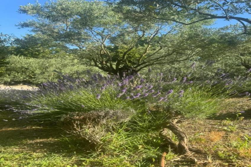 Villa Carpaneto - foto 29