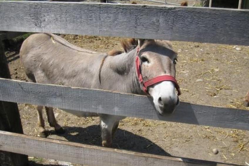 Bauernhaus Bleiche - foto 8