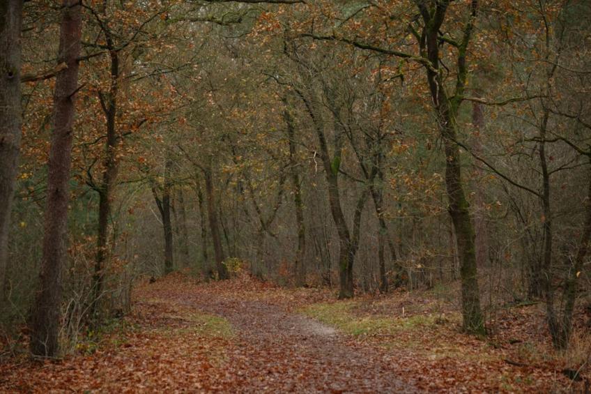 Dwergarend 17-30 - foto 38