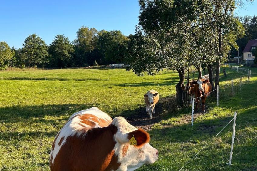 am Schwielochsee - foto 17