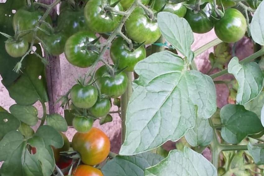 Haus San Cristoforo - Atelier - foto 34