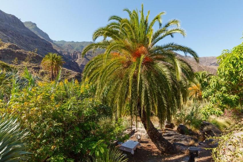 in El Risco mit Garten, Terrasse und Grill - foto 16