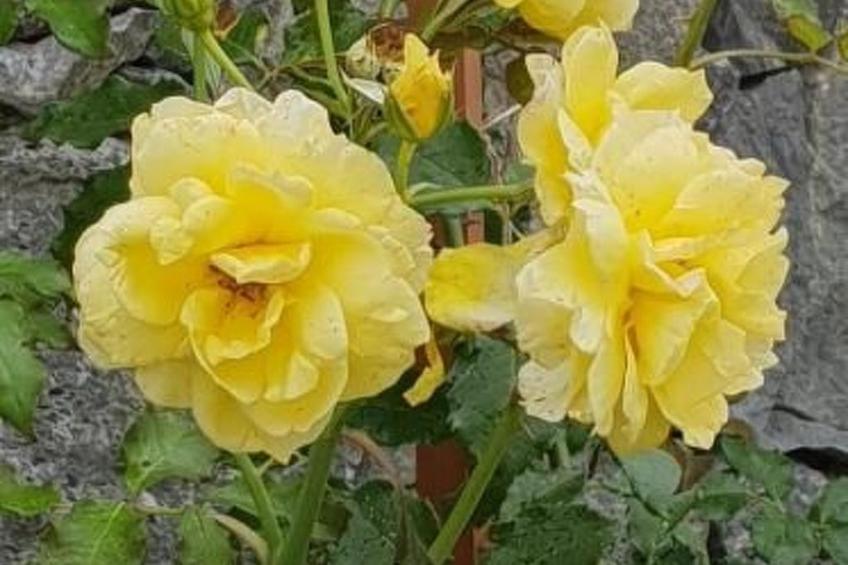 Warmwasser Haus 2 - foto 35