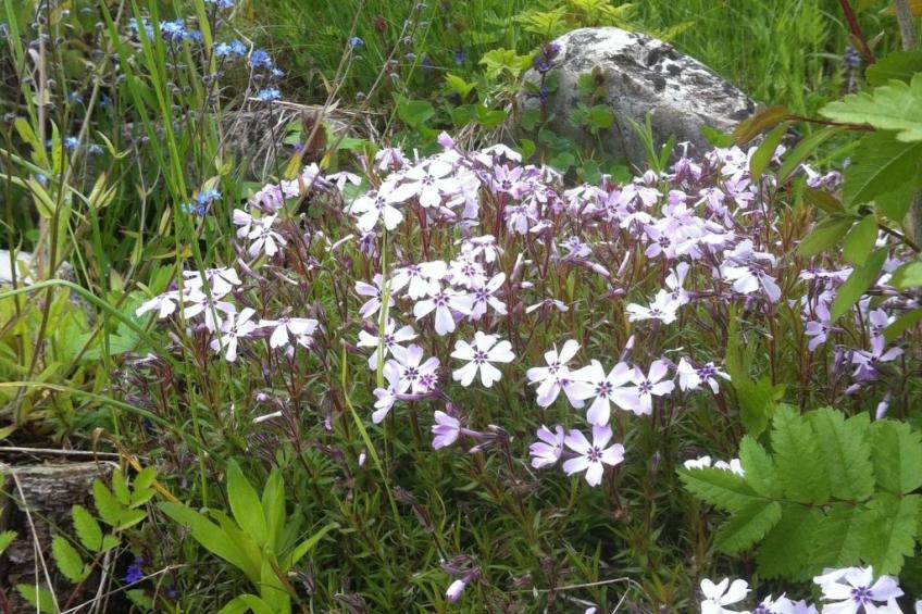 Alpenhof Sonne - foto 47