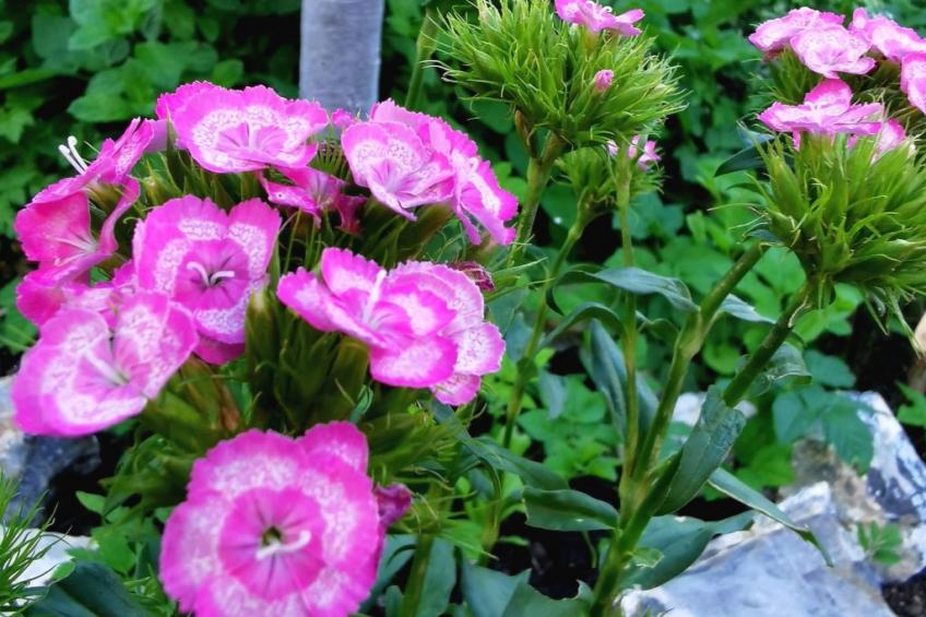 für 4 Personen ca. 65 m² in Brod Moravice, Gespanschaft Primorje-Gorski (G - foto 23