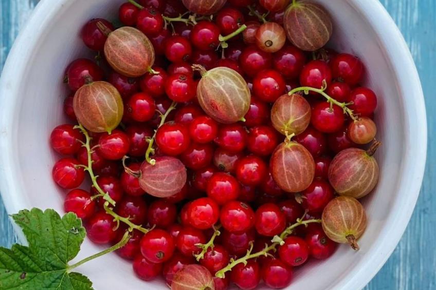 Kellerstöckl am veganen Bio-Lebenshof - Varm - the vegan Farm - foto 51