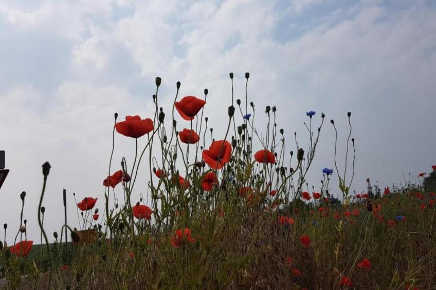 Mobilheim am Goldberger See - foto 21