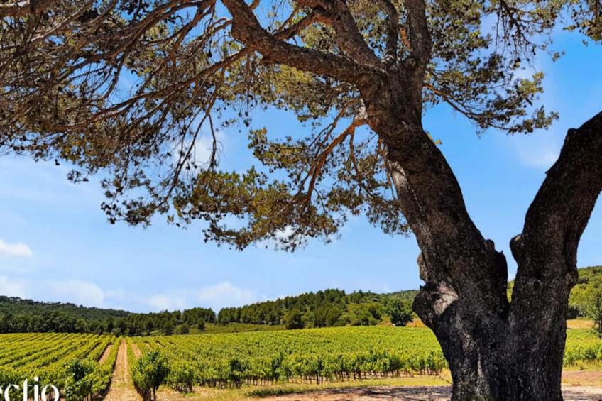 Petite Bastide | Domaine Tour Campanets - foto 30