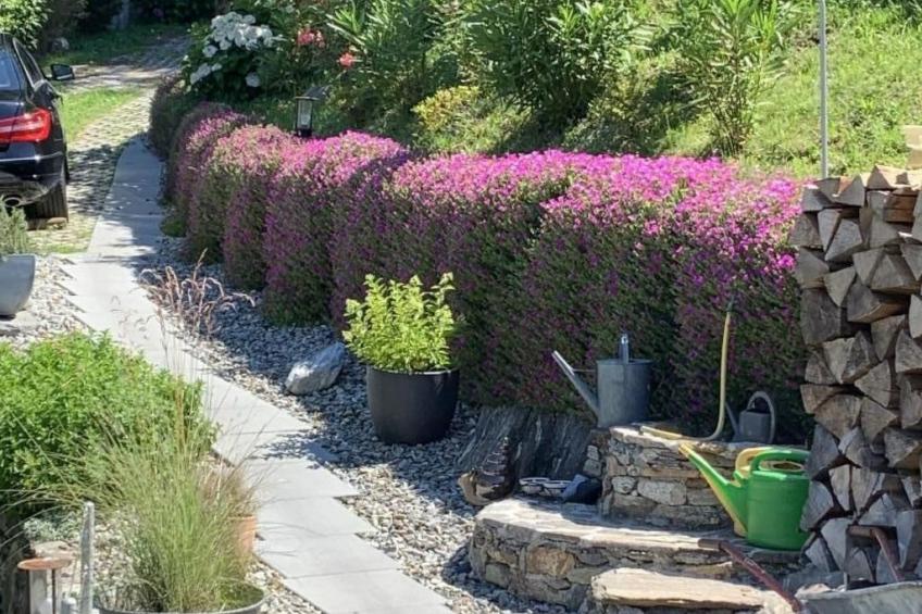 Rustico Motto della Capra