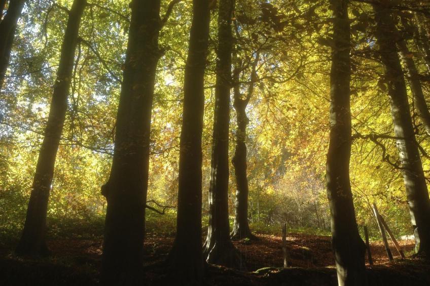 Le Clos du Hêtre - foto 33