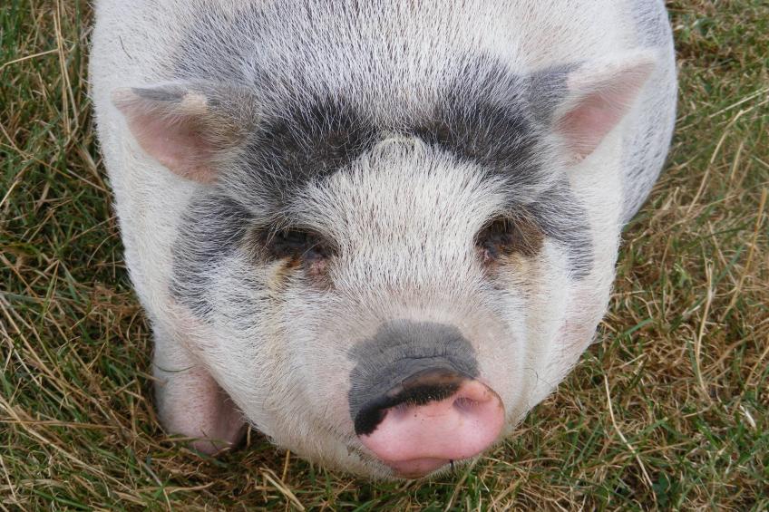 Recreatiepark Wiringherlant - foto 29