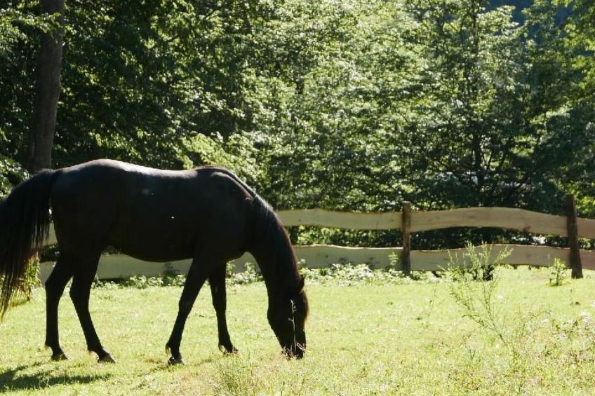 in Walscheid mit Terrasse, Grill - foto 69