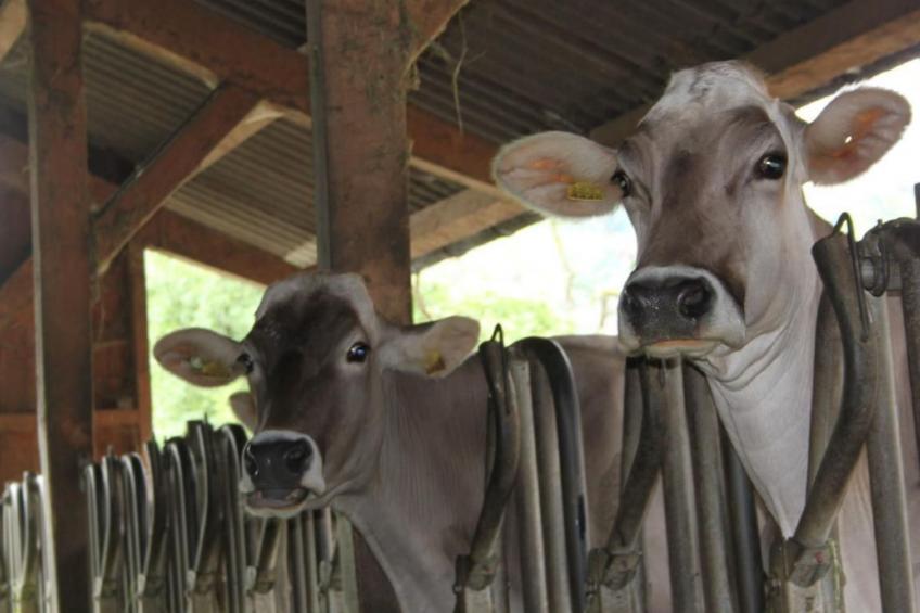 Bio Hof Rosentürmli gross - foto 14