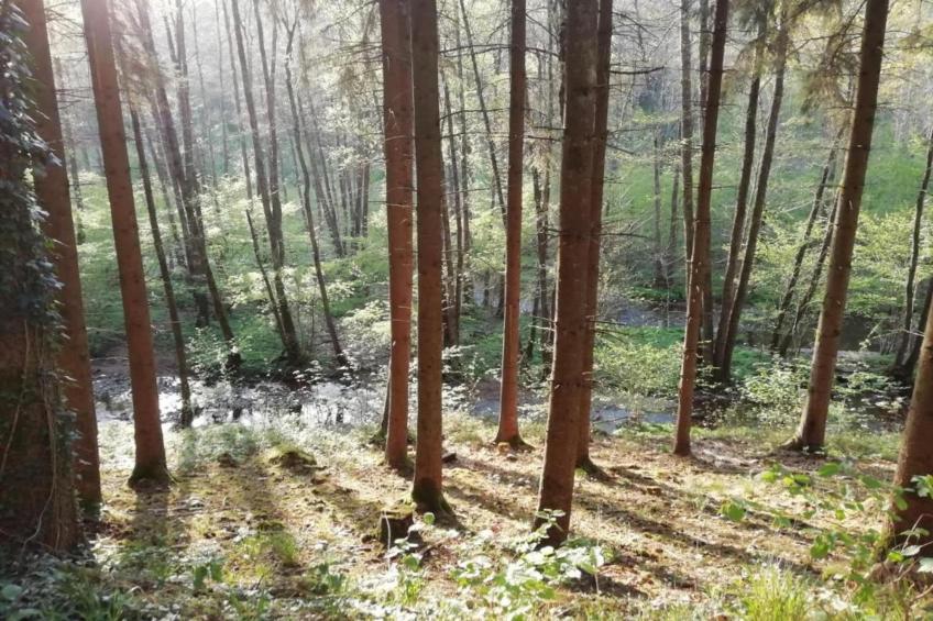 Les Sittelles - foto 36