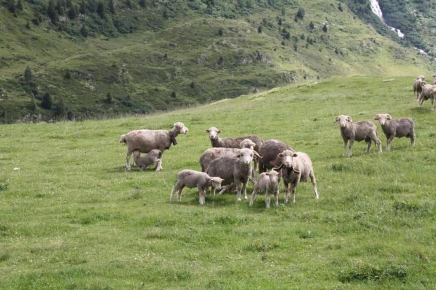 Les Marmottes N°32 - 4P10 - foto 20