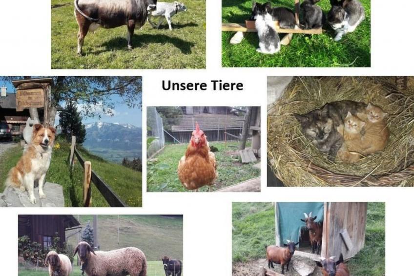 Alphütte Chilchschwand - foto 22