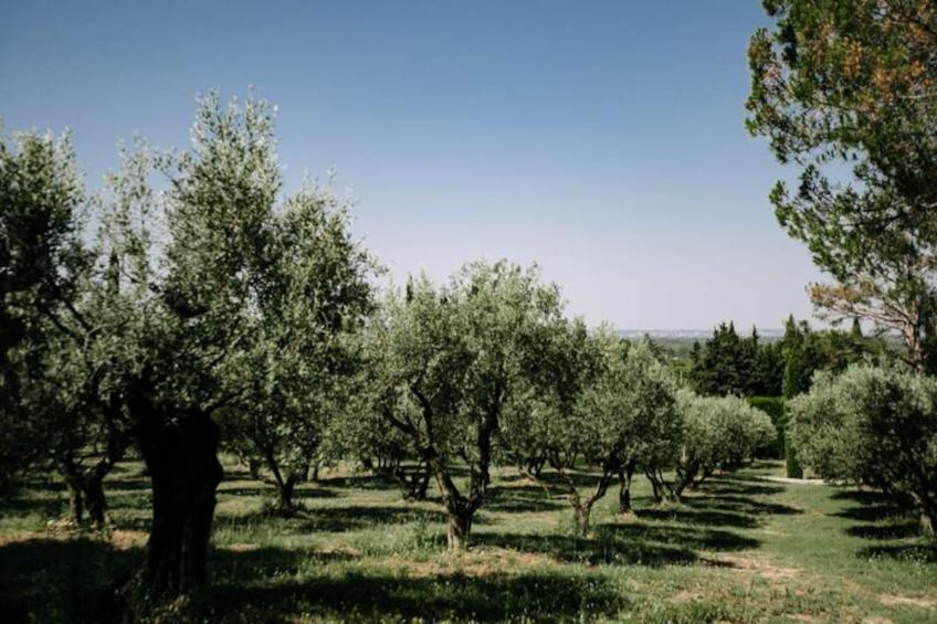La Volière - Pernes-les-fontaines - foto 26