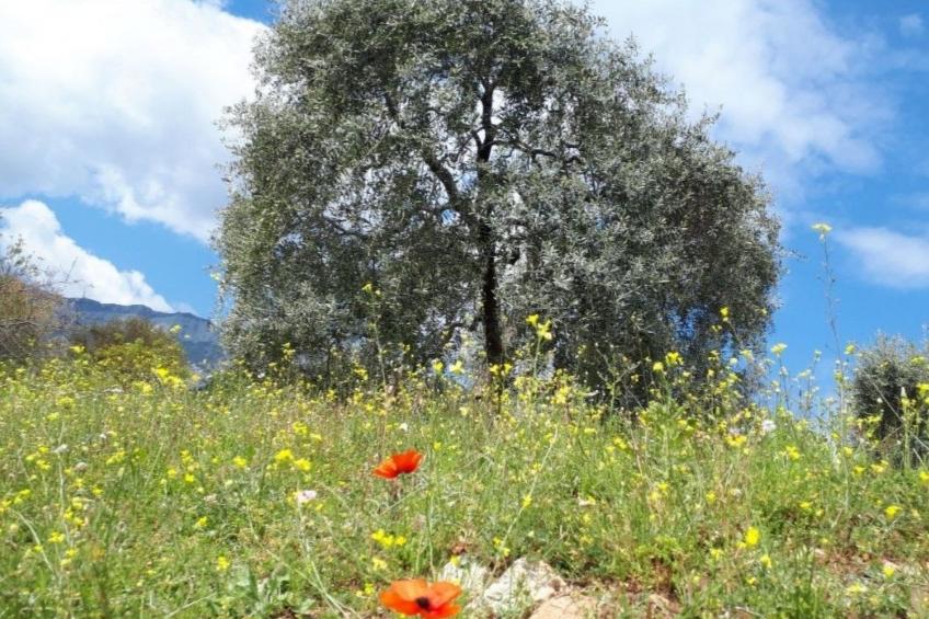 Neues Ferienhaus in Thasos mit Großer Terrasse - foto 37