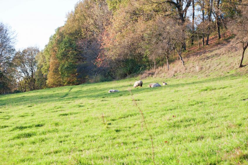 Rohrberghof - foto 24