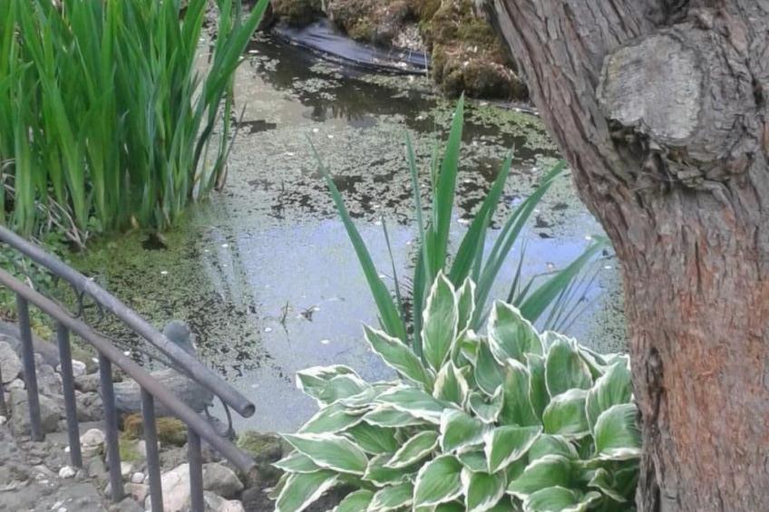 Appartement in Berlingen mit Garten und Terrasse - foto 3